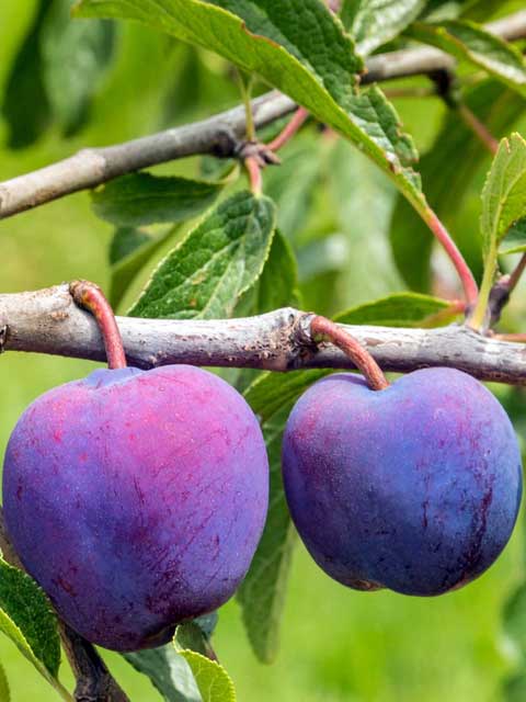 Plums - including many heritage varieties.