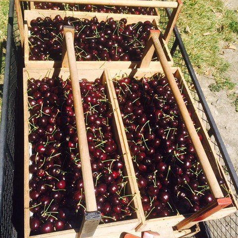 Cherries