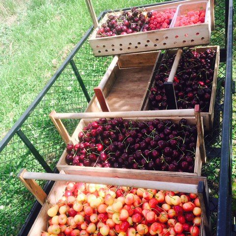 Cherries and Raspberries