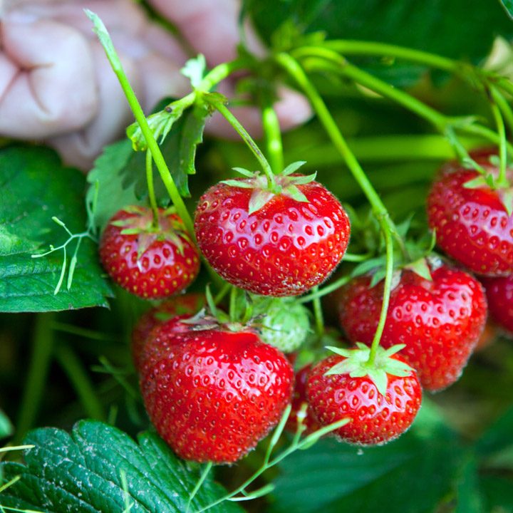 picking-strawberries