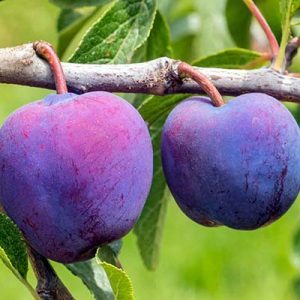 plums-cropped