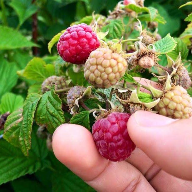 rasp-pickers